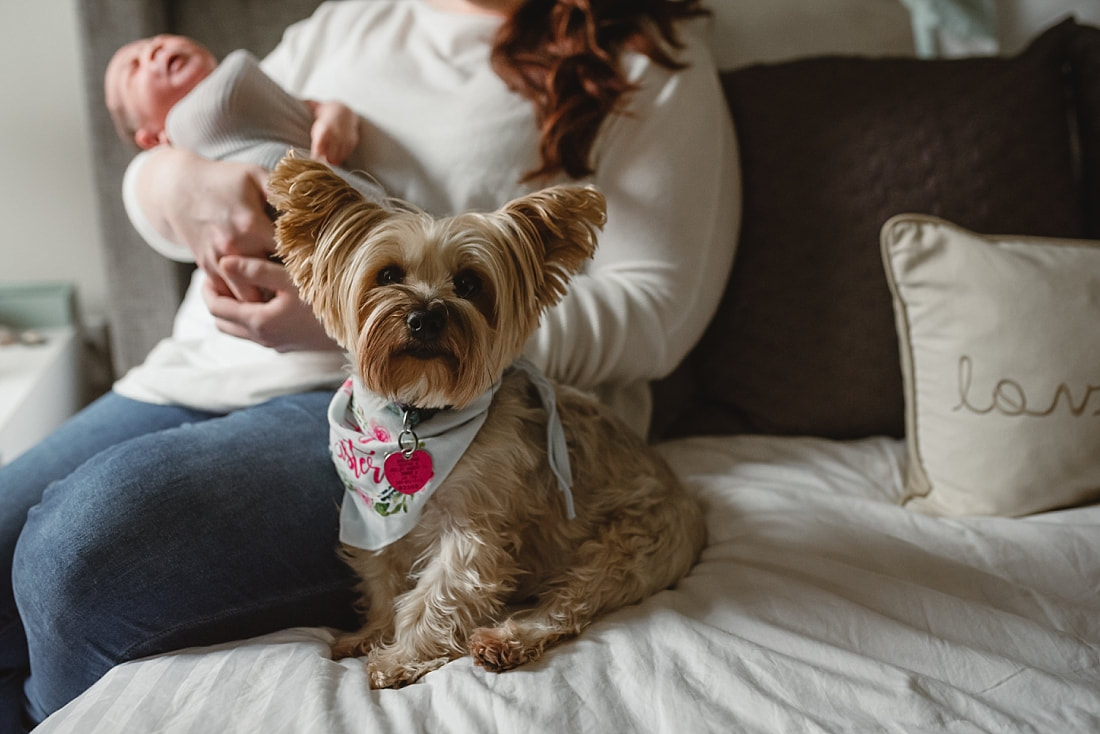 fur baby wearing big sister bandana for newborn photo shoot in memphis