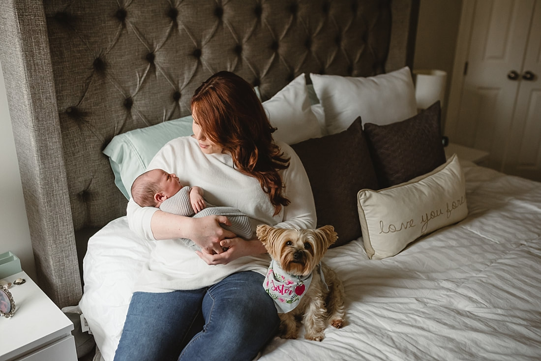 fur baby wearing big sister bandana for newborn photo shoot in memphis