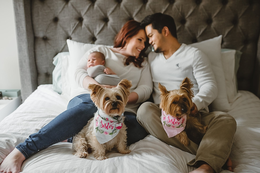 fur baby wearing big sister bandana for newborn photo shoot in memphis