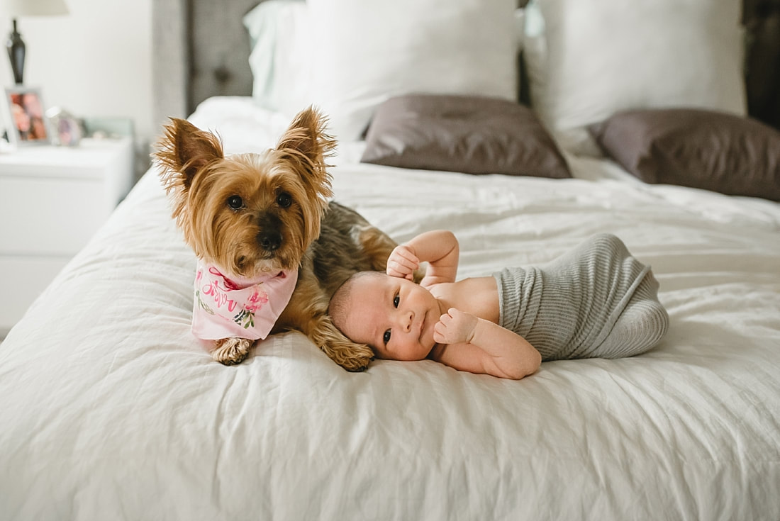 fur baby wearing big sister bandana for newborn photo shoot in memphis